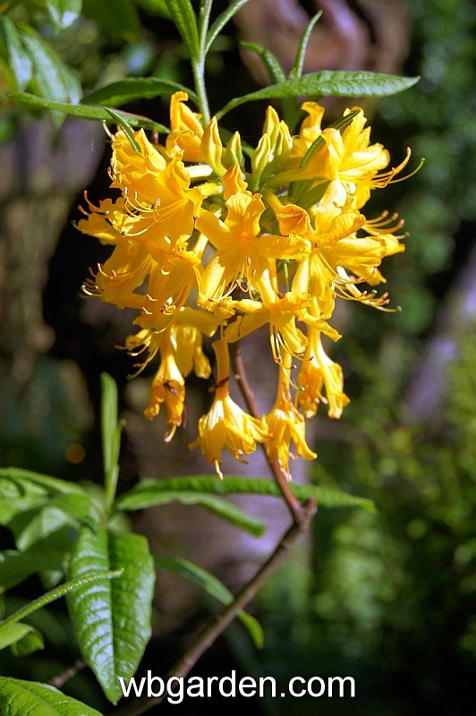 wbgarden spring 7.JPG